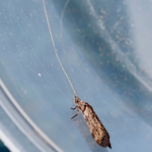 Trichoptera (order) at Moruya, NSW - 8 Sep 2024