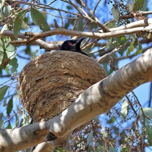 Corcorax melanorhamphos at Walla Walla, NSW - 8 Sep 2024