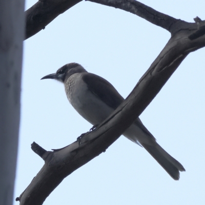 Philemon citreogularis (Little Friarbird) at Walla Walla, NSW - 8 Sep 2024 by MichaelWenke