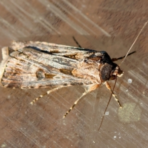 Agrotis munda at Moruya, NSW - 8 Sep 2024