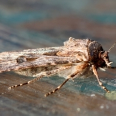 Agrotis munda at Moruya, NSW - 8 Sep 2024