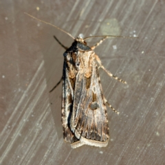 Agrotis munda at Moruya, NSW - 8 Sep 2024