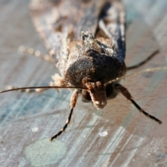 Agrotis munda at Moruya, NSW - 8 Sep 2024