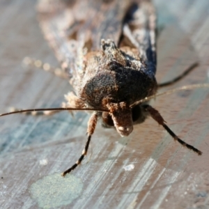 Agrotis munda at Moruya, NSW - 8 Sep 2024