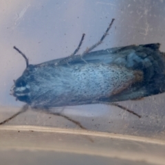 Agrotis munda at Moruya, NSW - suppressed