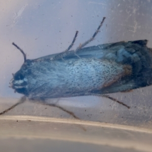 Agrotis munda at Moruya, NSW - 8 Sep 2024