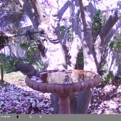 Spilopelia chinensis (Spotted Dove) at North Albury, NSW - 8 Sep 2024 by Darcy