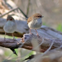 Malurus cyaneus (Superb Fairywren) at Walla Walla, NSW - 8 Sep 2024 by MichaelWenke