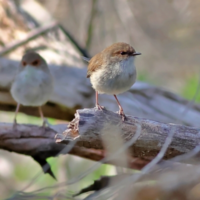 Malurus cyaneus (Superb Fairywren) at Walla Walla, NSW - 8 Sep 2024 by Trevor