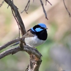 Malurus cyaneus at Walla Walla, NSW - 8 Sep 2024