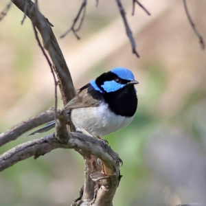 Malurus cyaneus at Walla Walla, NSW - 8 Sep 2024