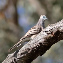 Geopelia placida (Peaceful Dove) at Walla Walla, NSW - 8 Sep 2024 by Trevor