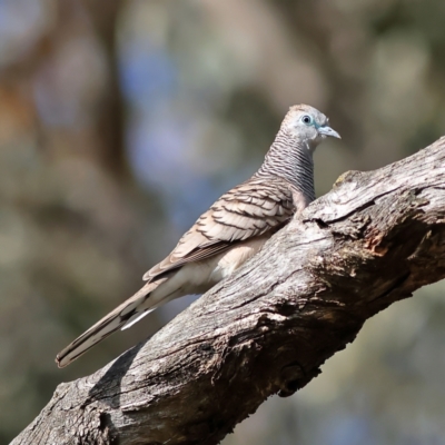 Geopelia placida (Peaceful Dove) at Walla Walla, NSW - 8 Sep 2024 by MichaelWenke