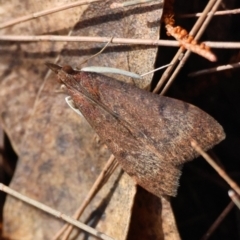 Uresiphita ornithopteralis (Tree Lucerne Moth) at Moruya, NSW - 8 Sep 2024 by LisaH