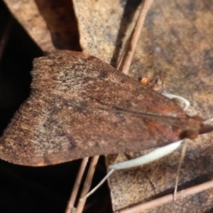 Uresiphita ornithopteralis at Moruya, NSW - suppressed