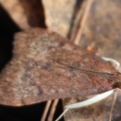 Uresiphita ornithopteralis at Moruya, NSW - suppressed