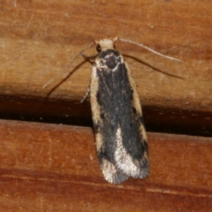 Hoplostega ochroma (a Eulechria Group moth) at Freshwater Creek, VIC - 9 May 2021 by WendyEM