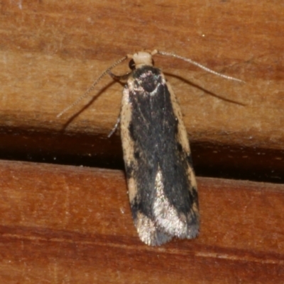 Hoplostega ochroma (a Eulechria Group moth) at Freshwater Creek, VIC - 10 May 2021 by WendyEM