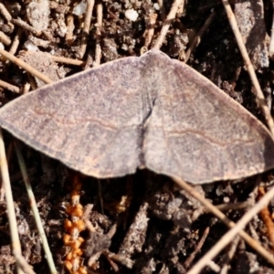 Taxeotis perlinearia at Moruya, NSW - suppressed