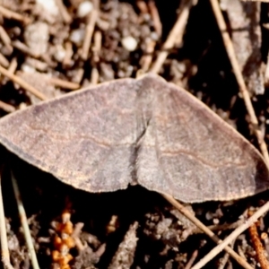 Taxeotis perlinearia at Moruya, NSW - suppressed