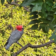 Callocephalon fimbriatum (Gang-gang Cockatoo) at Cook, ACT - 21 Apr 2023 by Jennybach