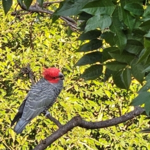 Callocephalon fimbriatum at Cook, ACT - 21 Apr 2023