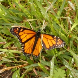 Danaus plexippus at Freshwater Creek, VIC - 17 May 2021 12:44 PM