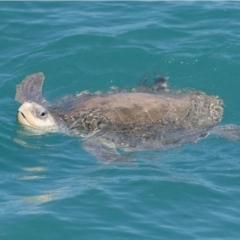 Lepidochelys olivacea (Olive Ridley Turtle, Pacific Ridley) at Minyirr, WA - 15 Jul 2021 by MichaelBedingfield