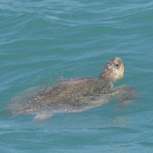 Lepidochelys olivacea at suppressed - 15 Jul 2021