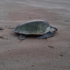 Lepidochelys olivacea at suppressed - 15 Jul 2021