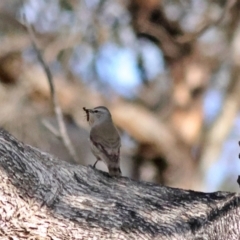 Climacteris picumnus victoriae (Brown Treecreeper) at Walla Walla, NSW - 8 Sep 2024 by MichaelWenke