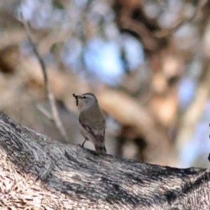 Climacteris picumnus victoriae at Walla Walla, NSW - 8 Sep 2024