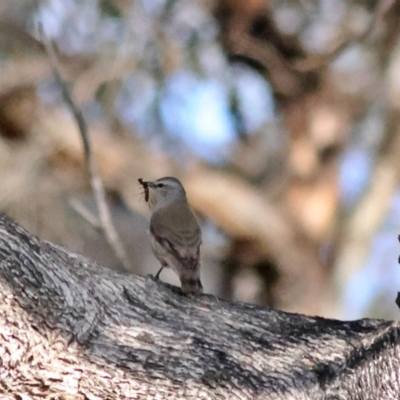 Climacteris picumnus victoriae (Brown Treecreeper) at Walla Walla, NSW - 8 Sep 2024 by Trevor