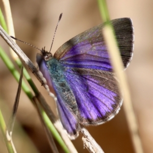 Erina hyacinthina at Moruya, NSW - suppressed