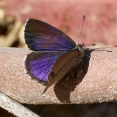 Erina hyacinthina at Moruya, NSW - suppressed