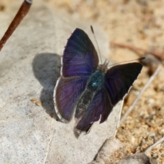 Erina hyacinthina at Moruya, NSW - suppressed