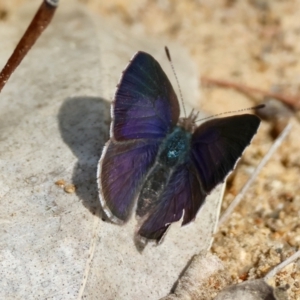 Erina hyacinthina at Moruya, NSW - suppressed