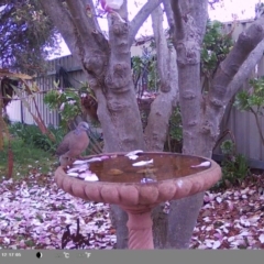 Spilopelia chinensis (Spotted Dove) at North Albury, NSW - 8 Sep 2024 by Darcy