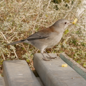 Colluricincla harmonica at Freshwater Creek, VIC - 24 May 2021 03:17 PM