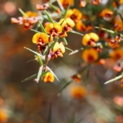 Daviesia ulicifolia subsp. ulicifolia at Moruya, NSW - 8 Sep 2024 by LisaH