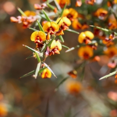 Daviesia ulicifolia subsp. ulicifolia at Moruya, NSW - 8 Sep 2024 by LisaH