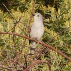 Colluricincla harmonica (Grey Shrikethrush) at Freshwater Creek, VIC - 24 May 2021 by WendyEM