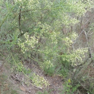 Cassinia quinquefaria at Conder, ACT - 7 Jan 2024