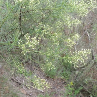 Cassinia quinquefaria (Rosemary Cassinia) at Conder, ACT - 7 Jan 2024 by MichaelBedingfield