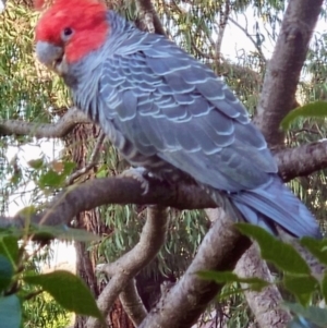 Callocephalon fimbriatum at Cook, ACT - suppressed