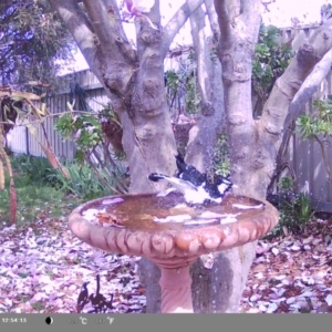 Grallina cyanoleuca at North Albury, NSW - suppressed