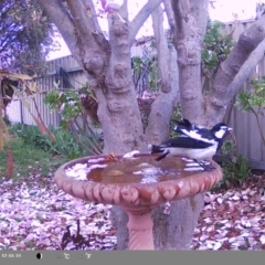 Grallina cyanoleuca at North Albury, NSW - suppressed