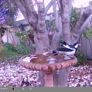 Grallina cyanoleuca at North Albury, NSW - suppressed