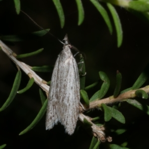 Phryganeutis cinerea at Freshwater Creek, VIC - 1 May 2021 10:56 PM