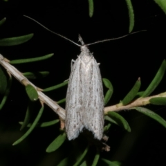 Phryganeutis cinerea at Freshwater Creek, VIC - 1 May 2021 10:56 PM